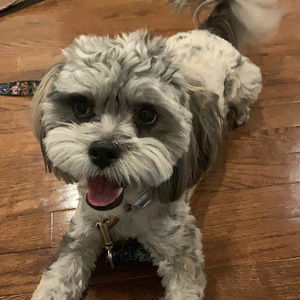 Meet your Posher, Leo